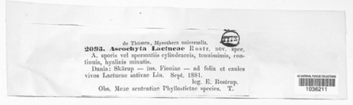 Diplodina lactucae image
